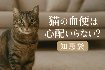 猫の血便は心配いらない？【知恵袋】