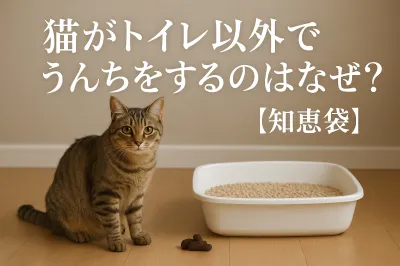 猫がトイレ以外でうんちをするのはなぜ？【知恵袋】
