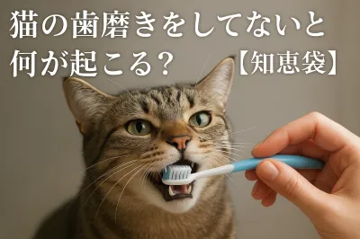 猫の歯磨きをしてないと何が起こる？【知恵袋】