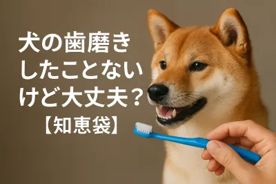 犬の歯磨きしたことないけど大丈夫？【知恵袋】